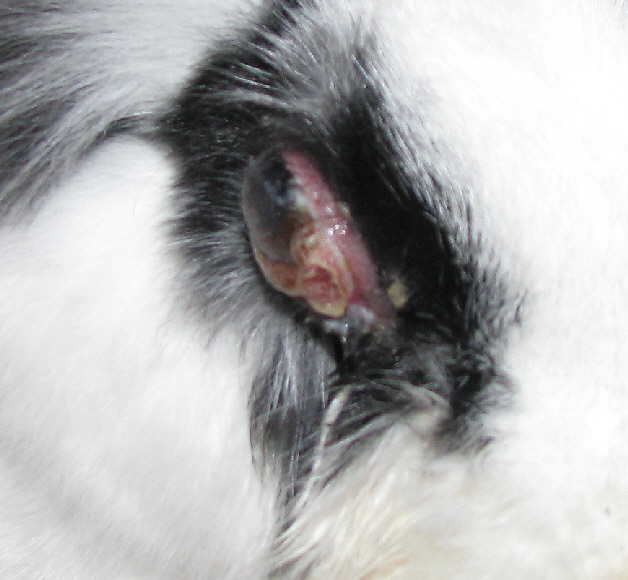 Schnuppy Verletzung am Auge? Kaninchen Forum by sweetrabbits